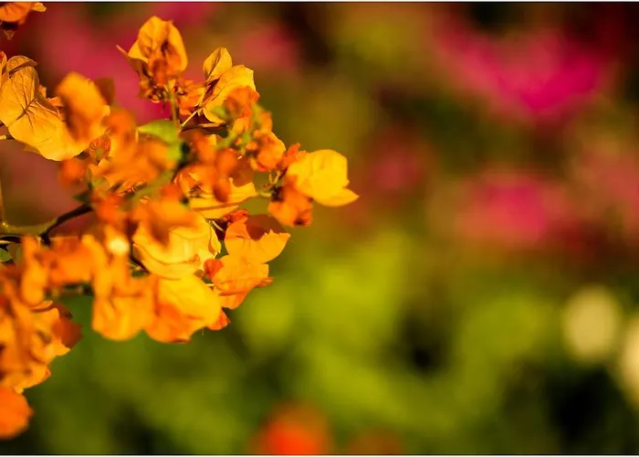 Ai Parchi Dei Parrini